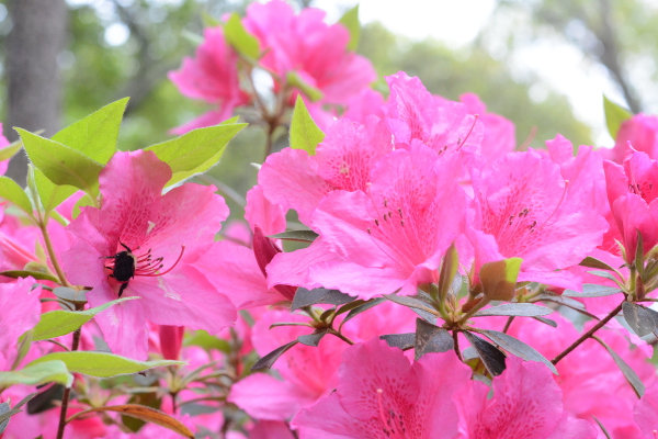 Bee in flowers