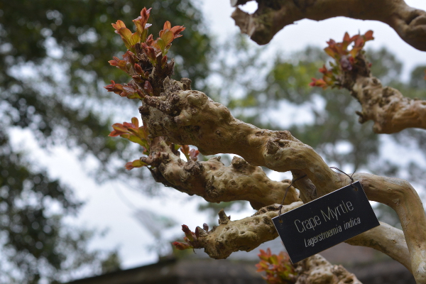 Crape myrtle