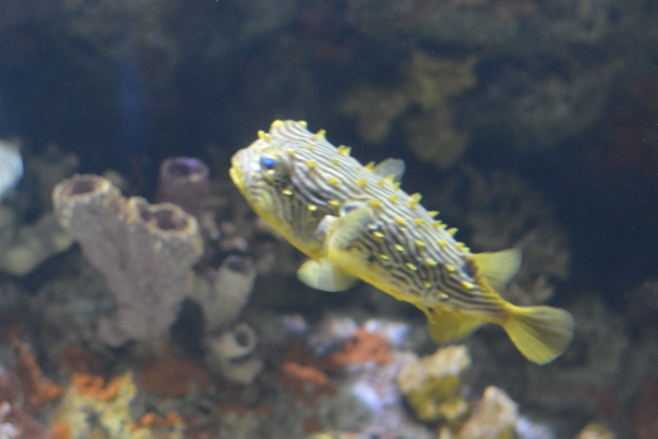 Fish at the aquarium