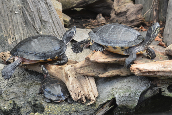 Turtles at the aquarium