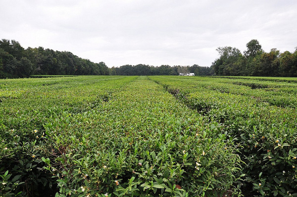 charleston tea plantation fields