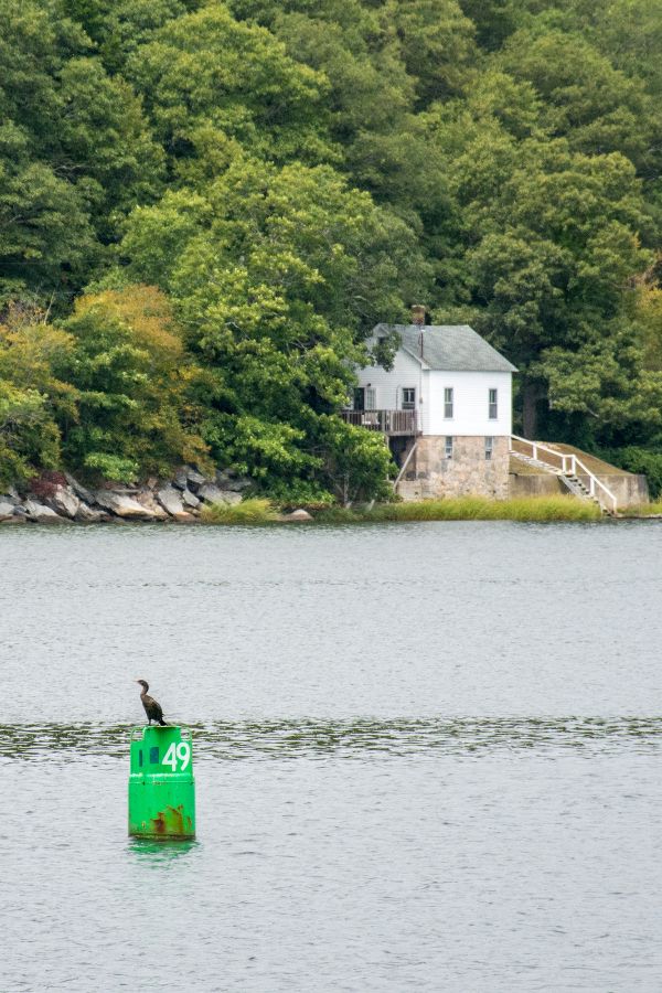 A bird along the Mystic River.