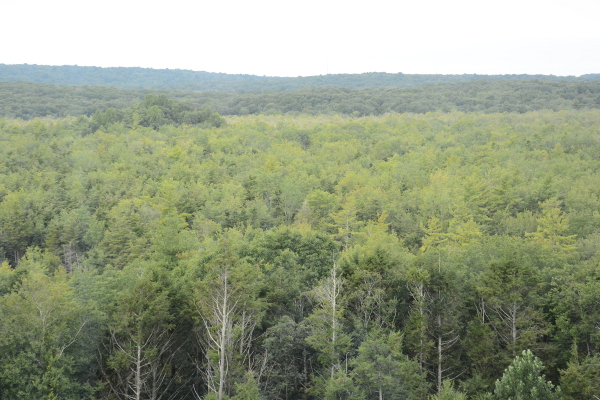 view from fox tower hotel room