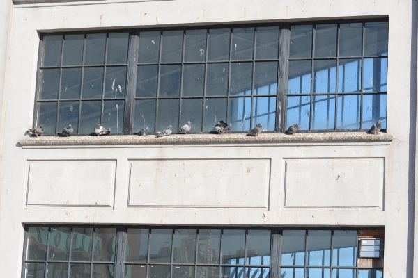 san francisco pigeons