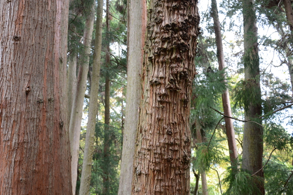 trees at the japanese tea garden