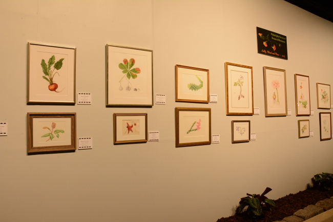 botanical drawings at the philadelphia flower show