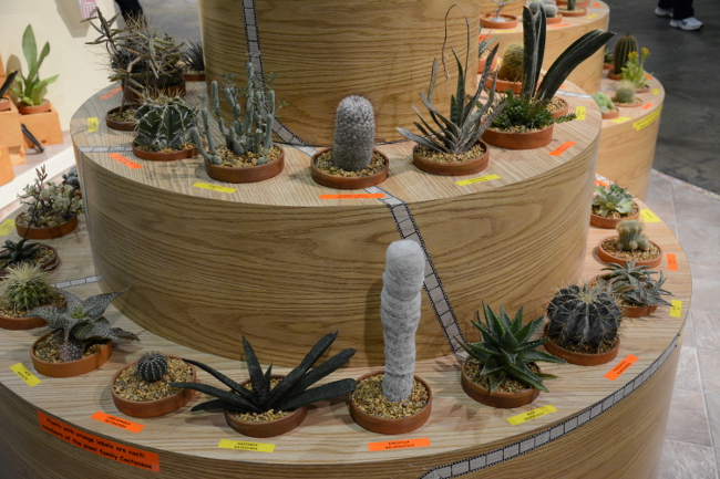 cacti at the philadelphia flower show