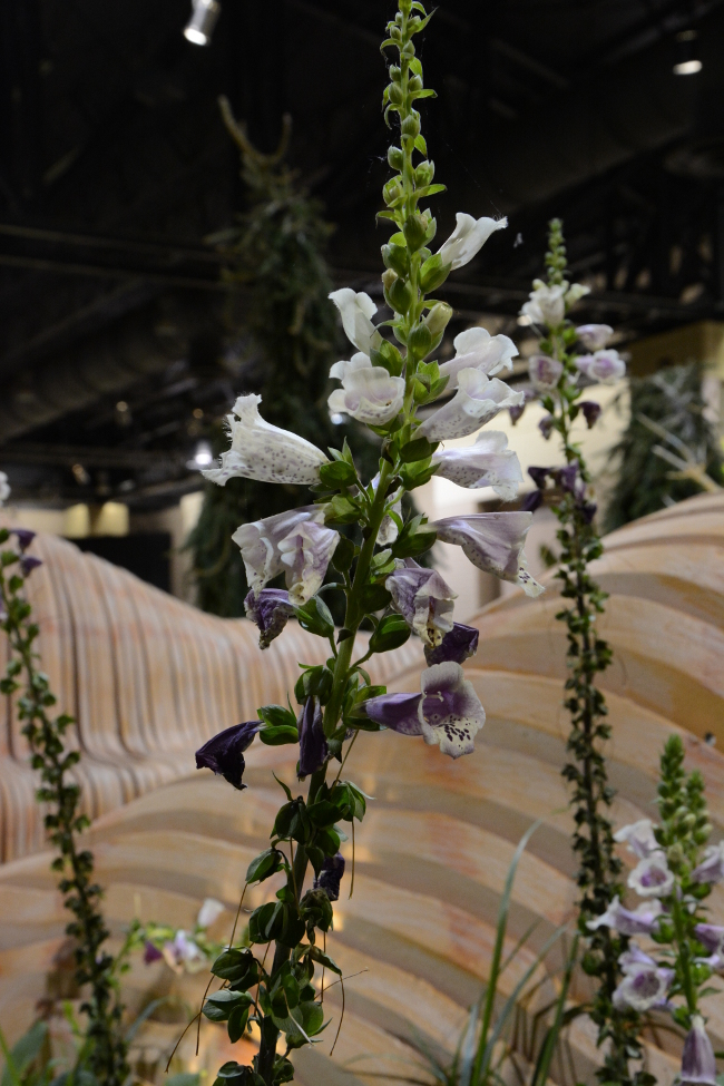 flowers at the philadelphia flower show