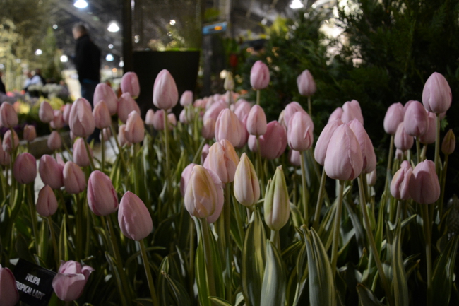 more tulips at the philadelphia flower show