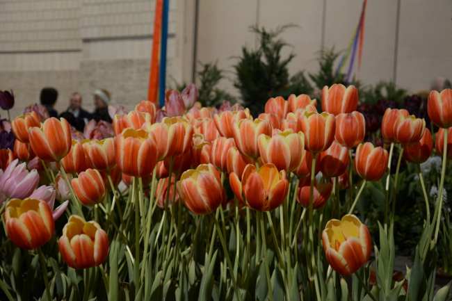 tulips at the philadelphia flower show