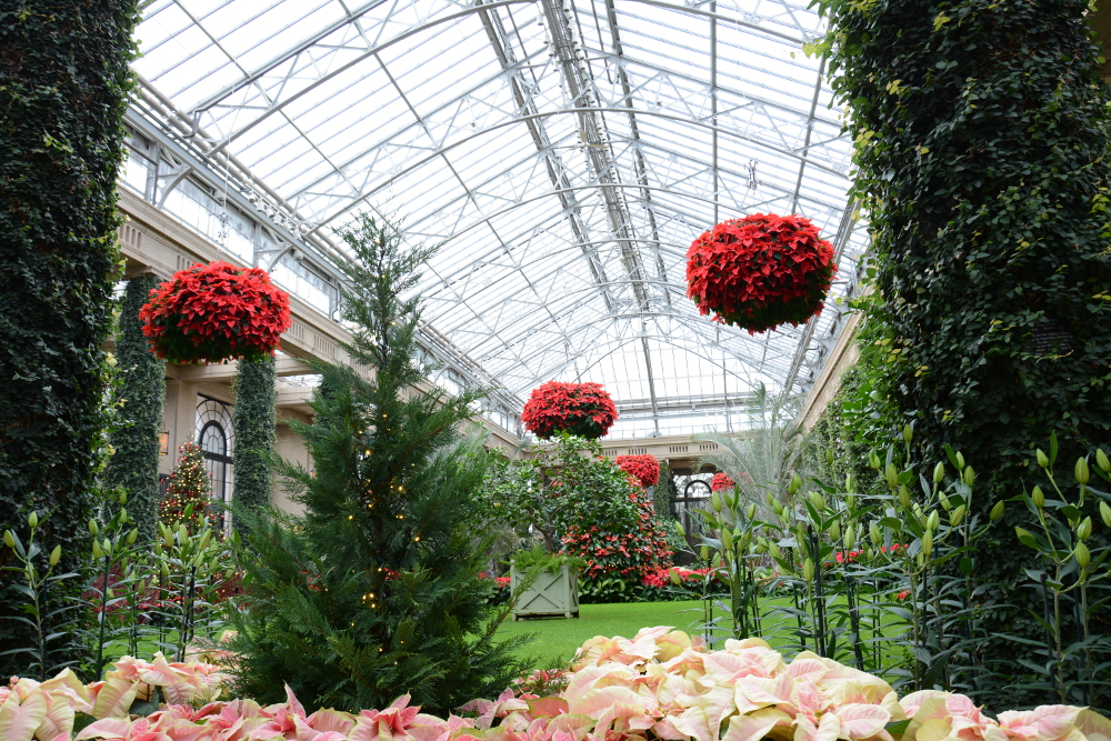 Poinsettias Longwood Gardens