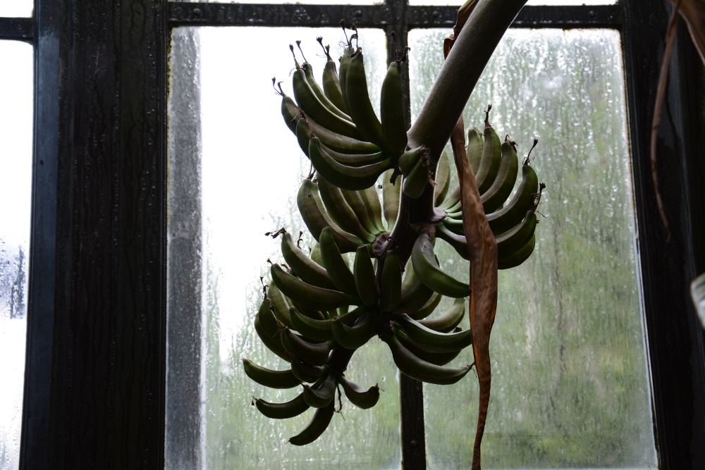 blood bananas longwood gardens