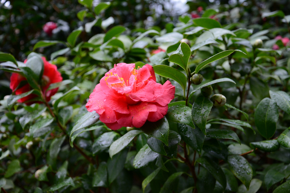 camellia flower longwood gardens