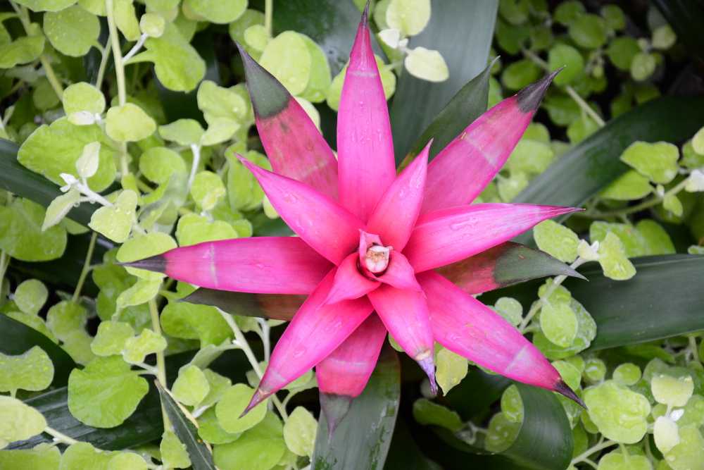 flower longwood gardens