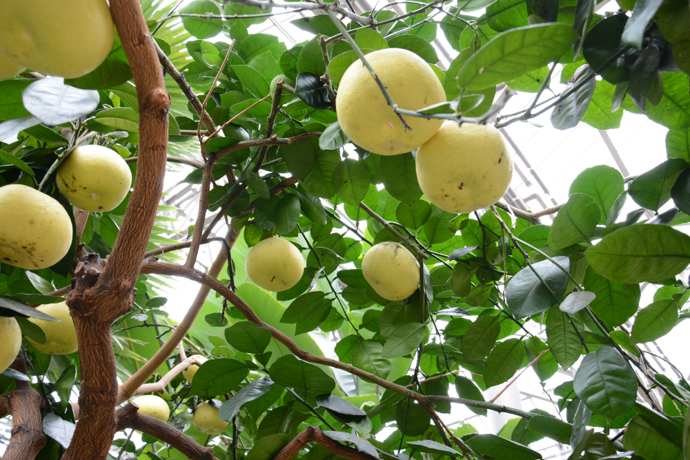 longwood gardens grapefruit