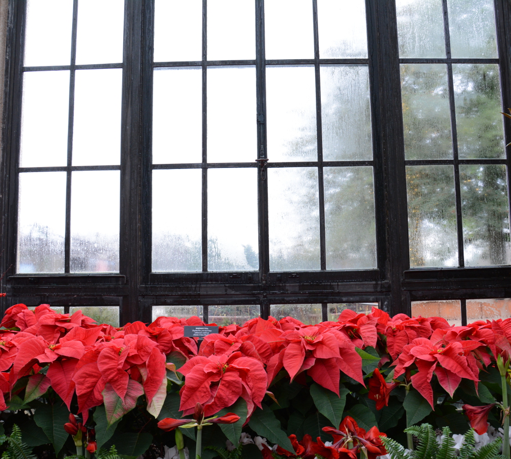 Poinsettias line a window at Longwood Gardens during A Longwood Christmas.