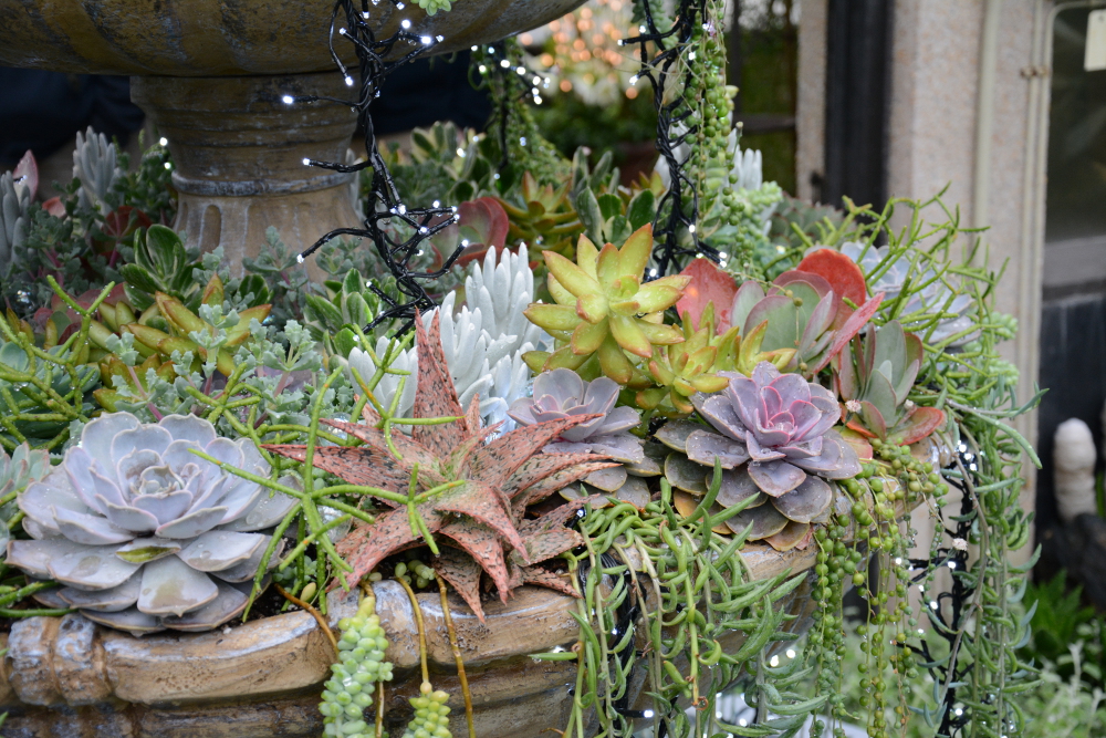 succulents longwood gardens