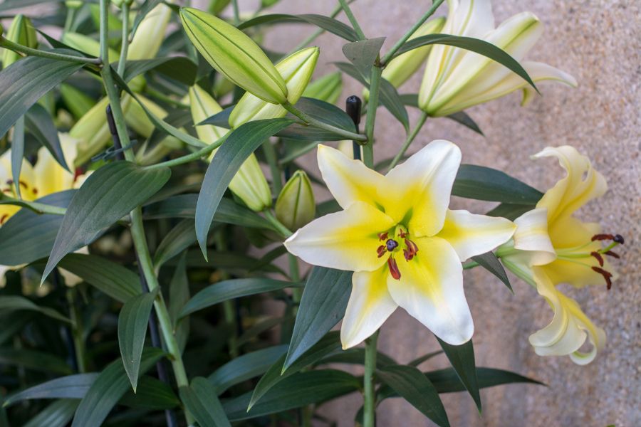 Lilies at Longwood Gardens in Kennett Square, Pennsylvania.