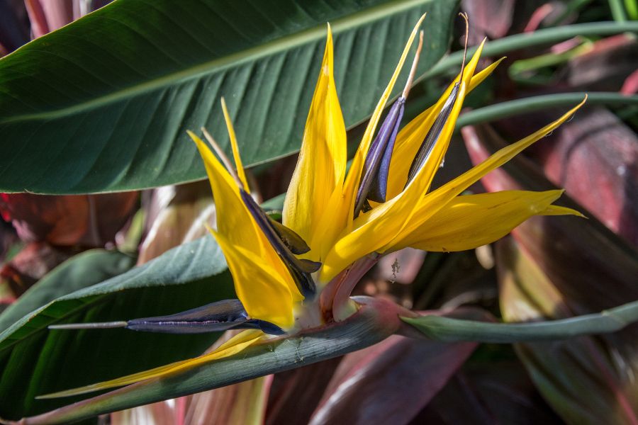 Bird of Paradise plant at Longwood Gardens in Kennett Square, Pennsylvania.