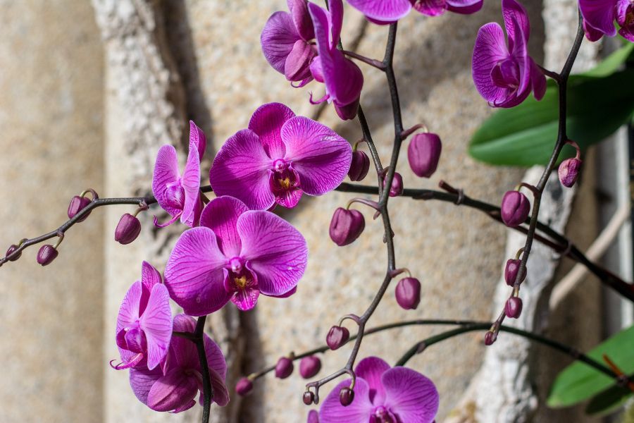 Cascading orchids at Longwood Gardens' Orchid Extravaganza in Kennett Square, Pennsylvania.