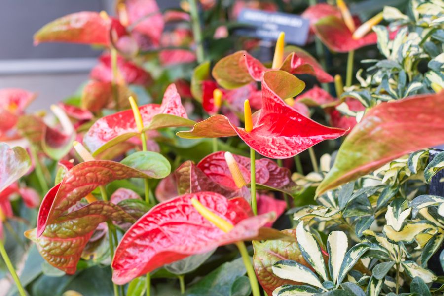 Colorful plants at Longwood Gardens in Kennett Square, Pennsylvania.