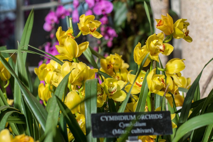 Cymbidium at Orchid Extravaganza at Longwood Gardens in Kennett Square, Pennsylvania.