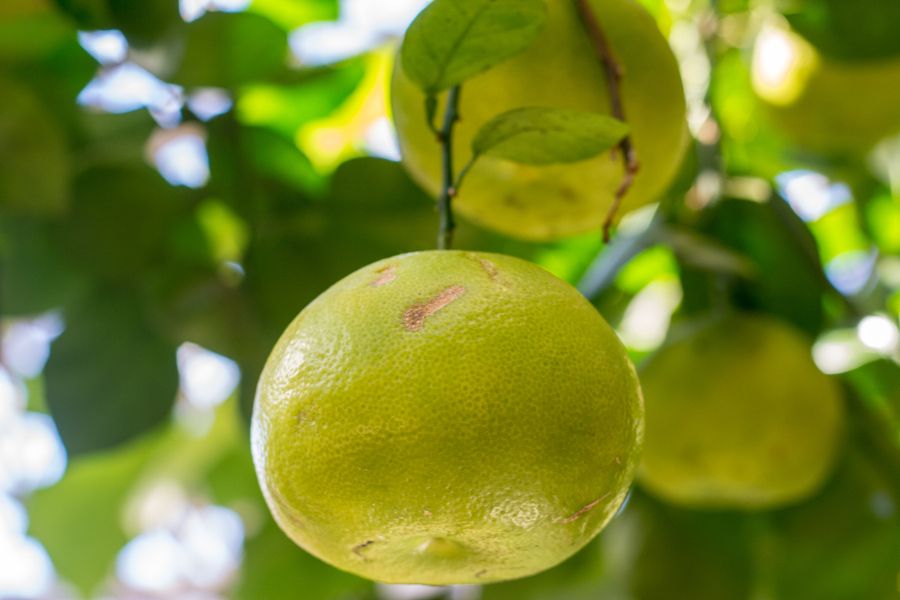 Grapefruit at Longwood Gardens in Kennett Square, Pennsylvania.