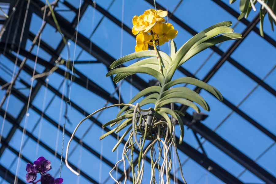 A hanging epiphytic orchid at Orchid Extravaganza at Longwood Gardens in Kennett Square, Pennsylvania.