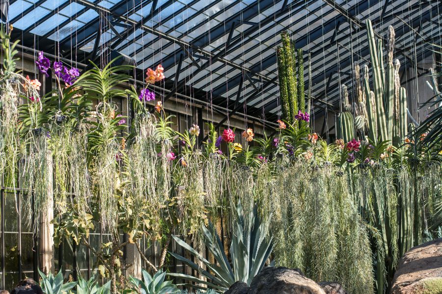 Hanging epiphytic orchids at Orchid Extravaganza at Longwood Gardens in Kennett Square, Pennsylvania.