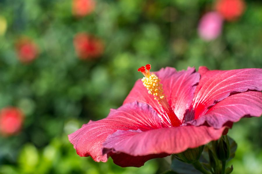 A hibiscus flower at Longwood Gardens in Kennett Square, Pennsylvania.