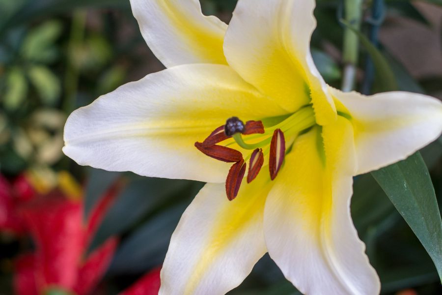 A lily at Longwood Gardens in Kennett Square, Pennsylvania.