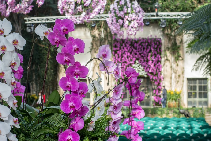 Cascading orchid display at Longwood Gardens' Orchid Extravaganza in Kennett Square, Pennsylvania.