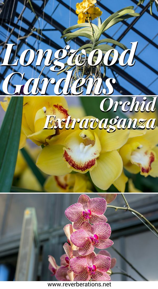 Each winter Longwood Gardens in Kennett Square, Pennsylvania holds Orchid Extravaganza. Their 4-acre Conservatory is simply dripping in orchids of seemingly every type, color and style.