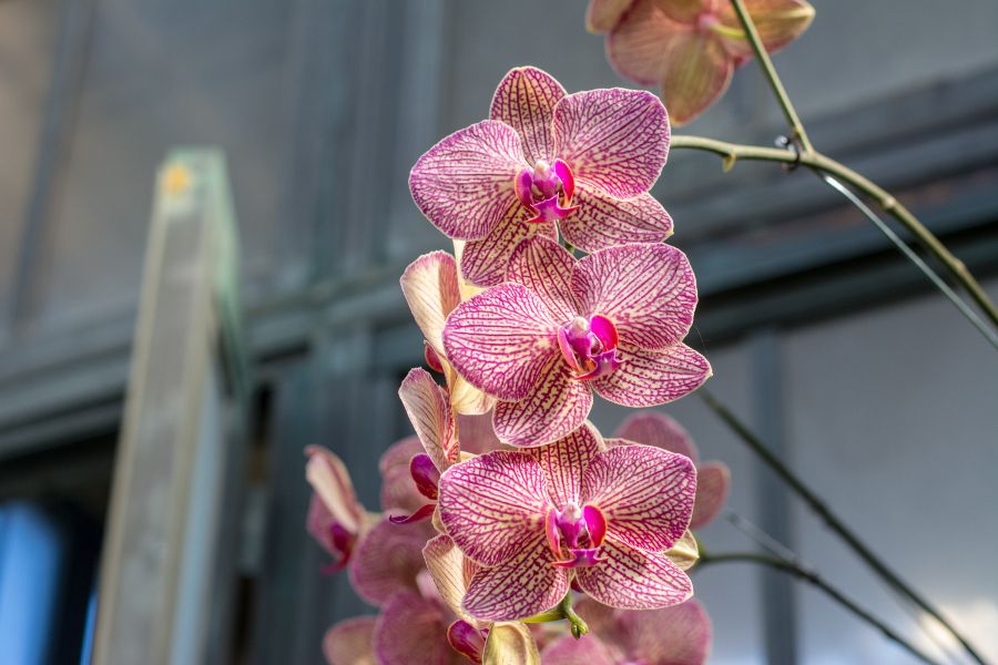 Orchids at Longwood Gardens' Orchid Extravaganza in Kennett Square, Pennsylvania.