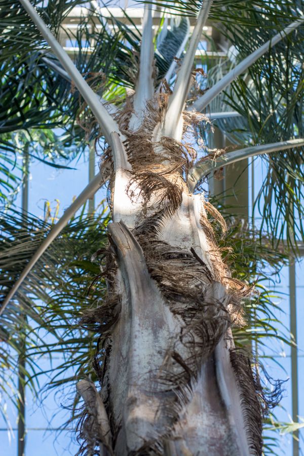 A palm tree at Longwood Gardens in Kennett Square, Pennsylvania.