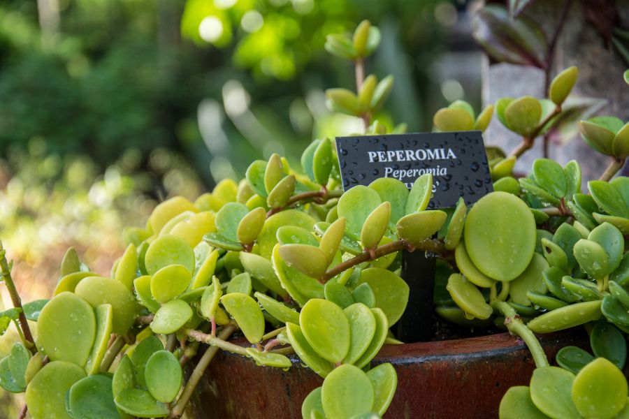 Peperomia at Longwood Gardens in Kennett Square, Pennsylvania.