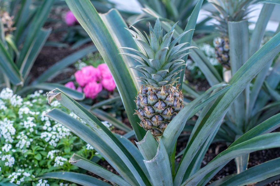 Pineapple at Longwood Gardens in Kennett Square, Pennsylvania.