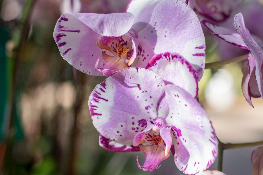 Pink orchids at Longwood Gardens' Orchid Extravaganza in Kennett Square, Pennsylvania.