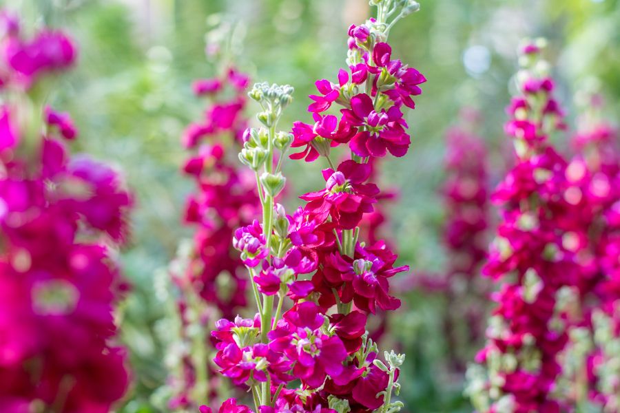 Purple flowers at Longwood Gardens in Kennett Square, Pennsylvania.