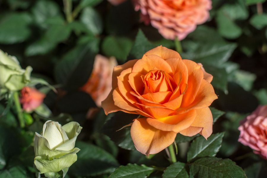 Roses at Longwood Gardens in Kennett Square, Pennsylvania.