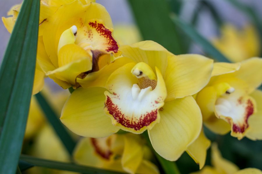 Yellow orchids at Longwood Gardens' Orchid Extravaganza in Kennett Square, Pennsylvania.