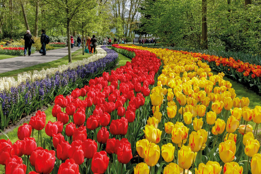 keukenhof garden tulip park