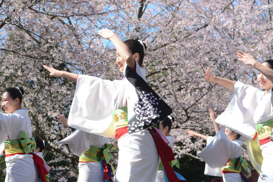 Tamagawa University dancers entertain at Philadelphia Sakura Sunday.