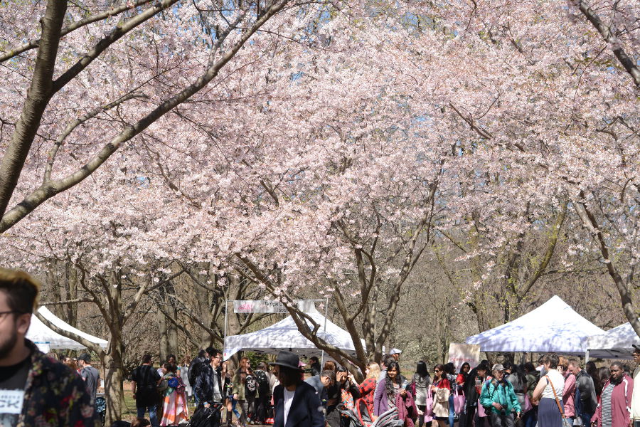 The Subaru Cherry Blossom Festival Sakura Sunday takes place each spring in Fairmount Park in Philadelphia.