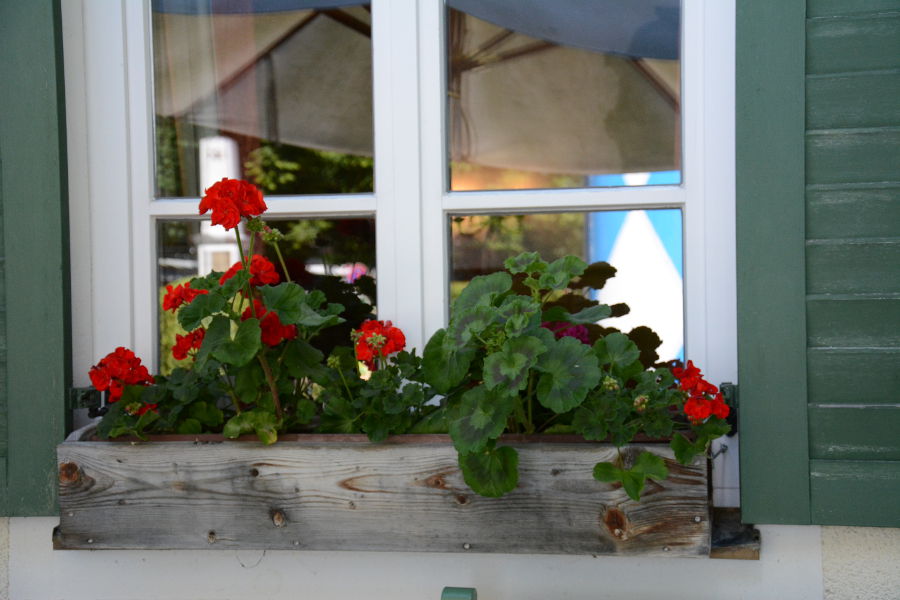 Geranium window flower boxes in Aying, Germany.