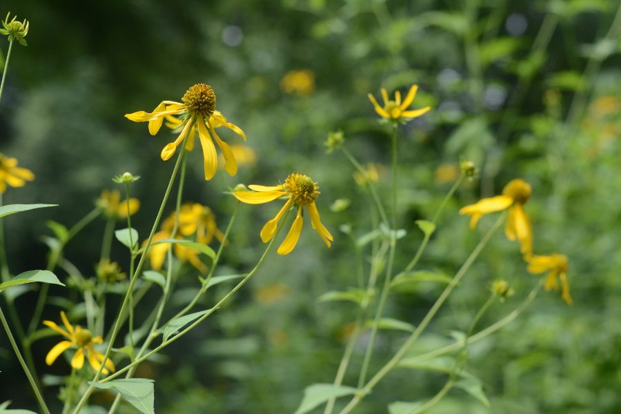 Flowers along the Brandywine River Museum of Art.