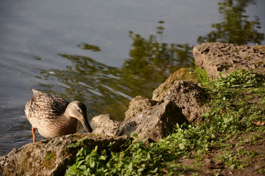 Duck at Badenburg Lake in Munich, Germany.