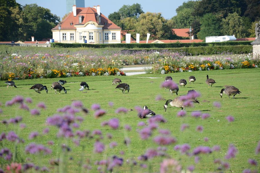 Geese outside of Nymphenburg Palace in Munich, Germany.