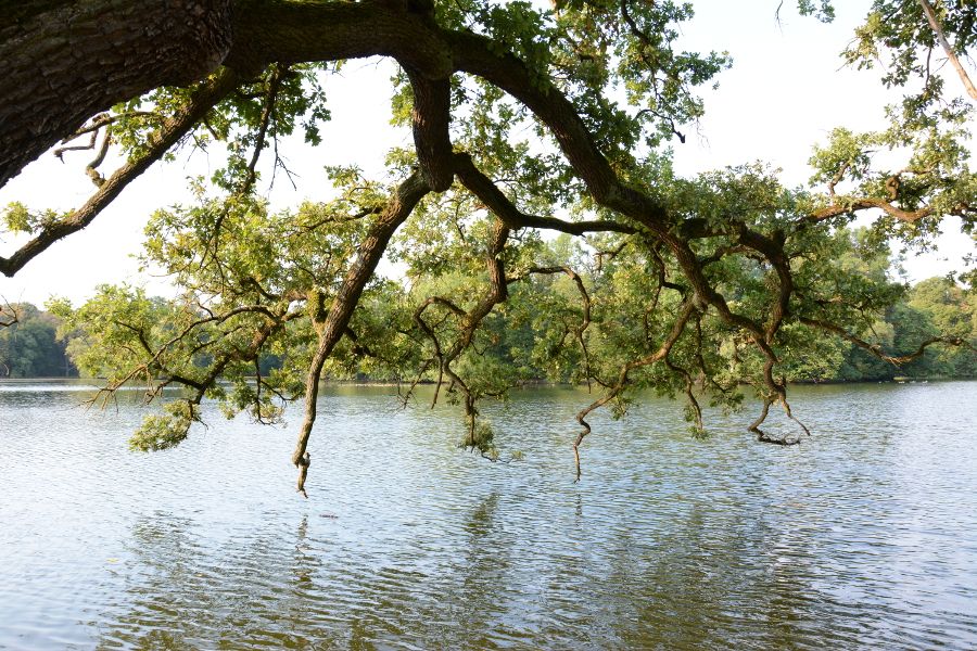 Tree hanging over Badenburg Lake in Munich, Germany.