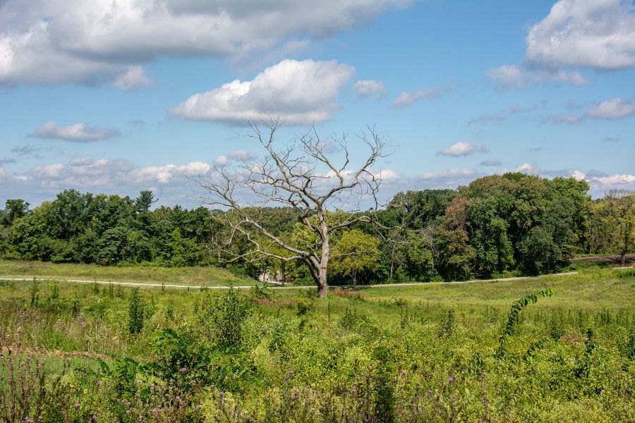 Meadows and a tree at Valley Forge National Historical Park in Pennsylvania.